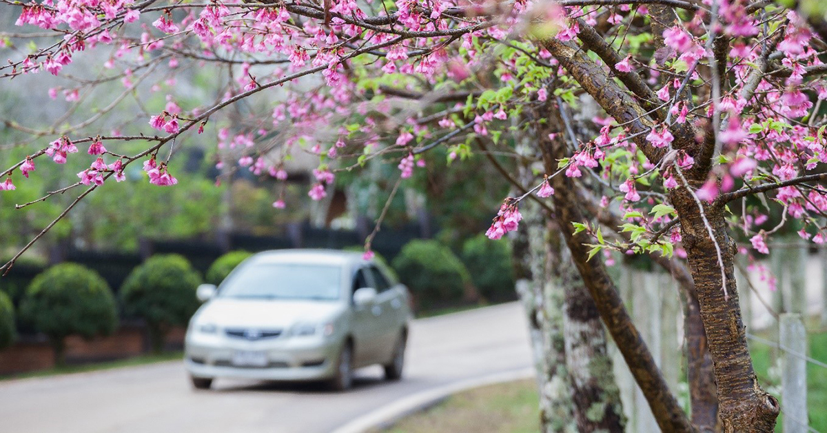 Driving in the springtime 