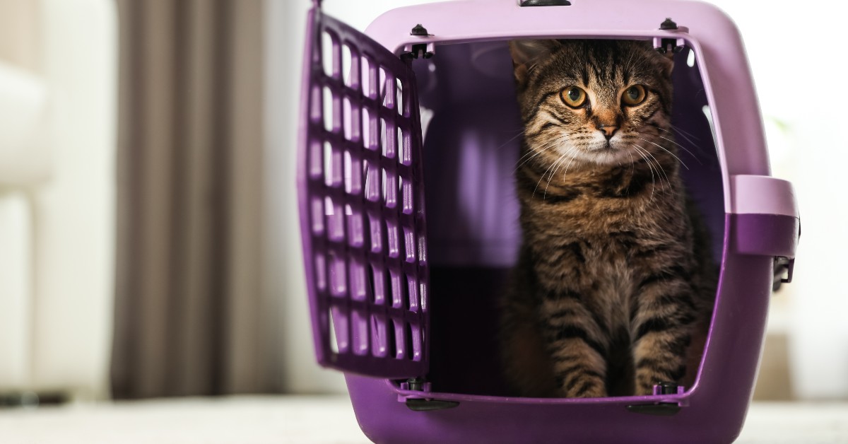 This cat is safely tucked away in its travel carrier, ready to leave the house.