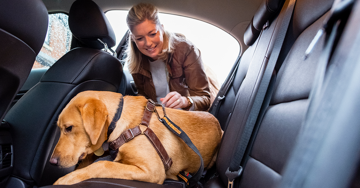 Dog in a car