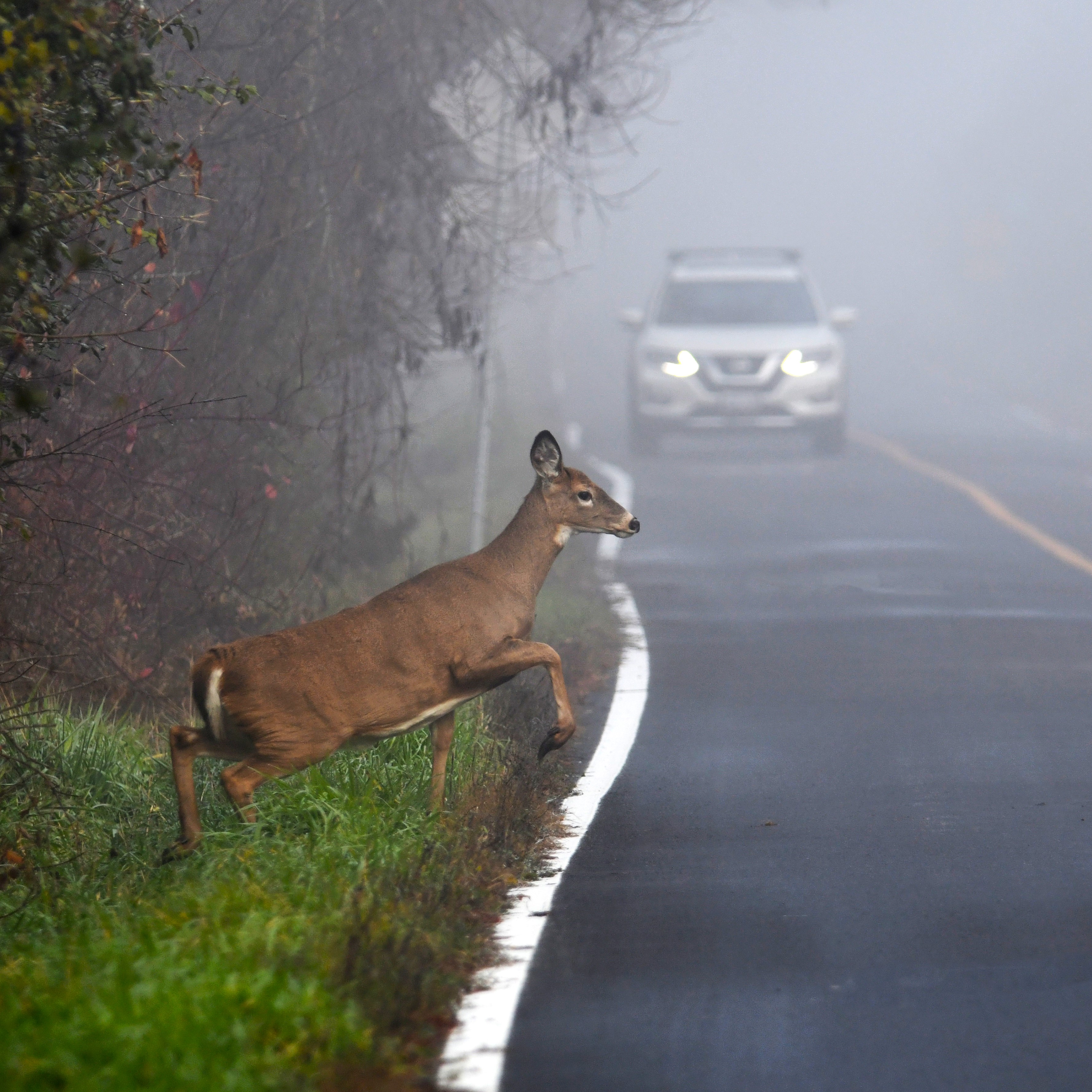 Oh Deer! New York’s Car-Animal Crashes Peak in Autumn | AAA Western and ...