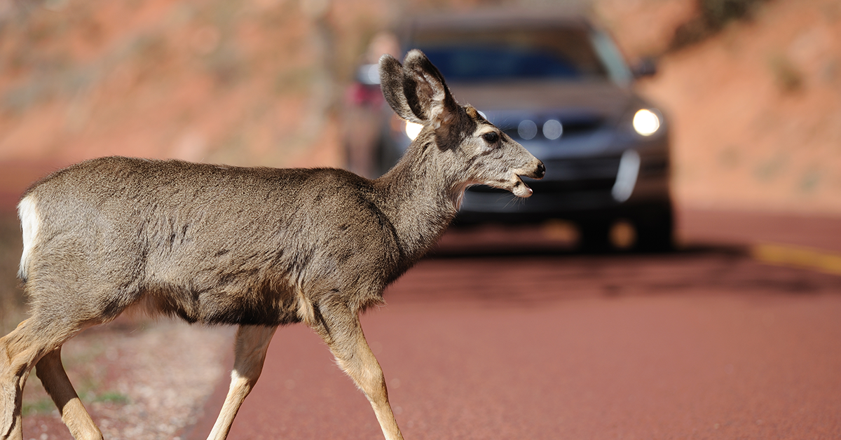 Deer in road