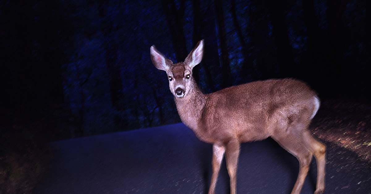 Deer in road dark