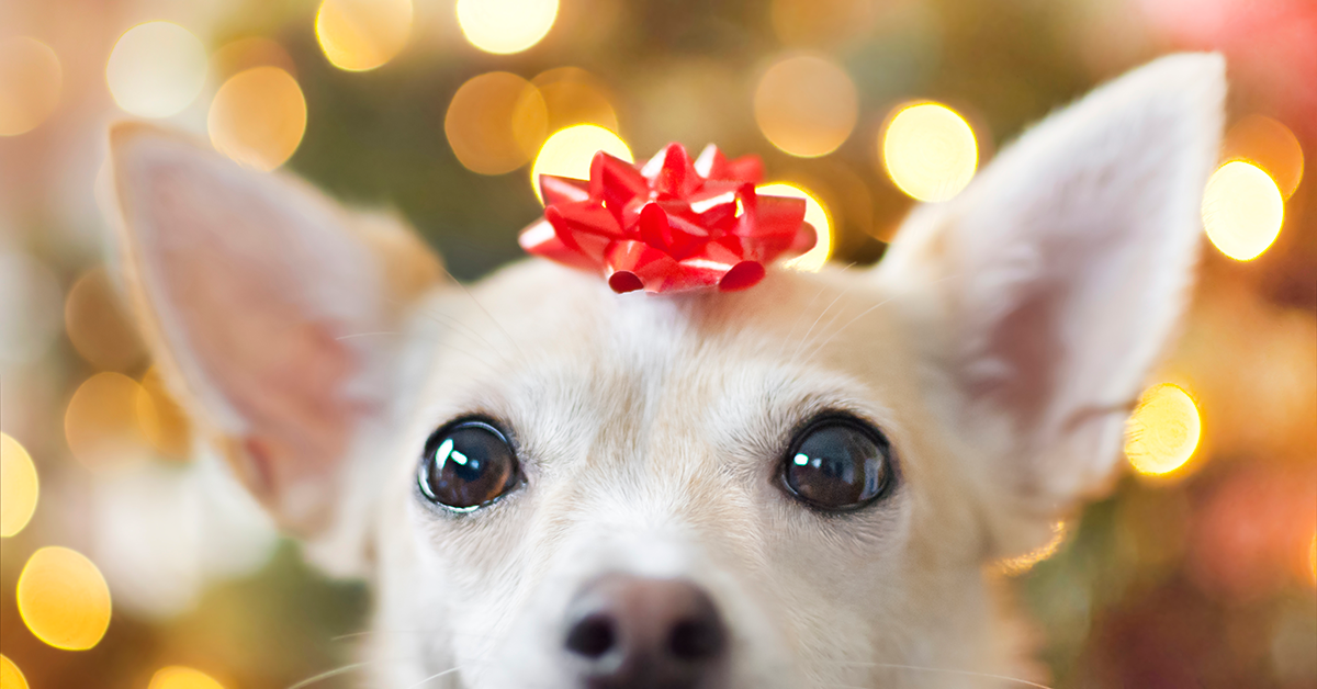 A guide to pet insurance for holiday pets