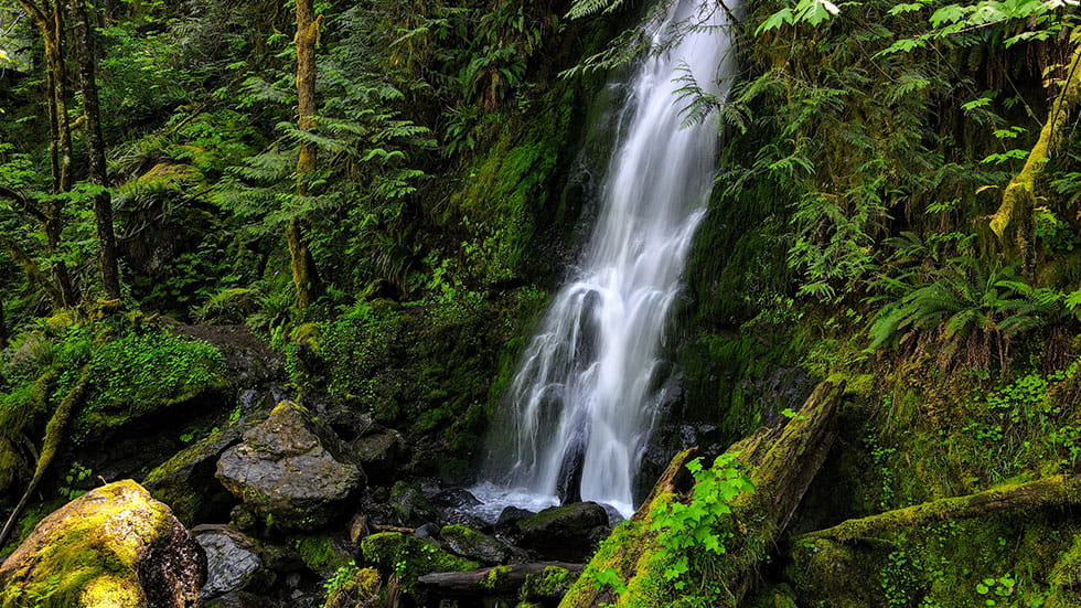 Hoh River Rainforest Olympic Ryan Milrad via Unsplash