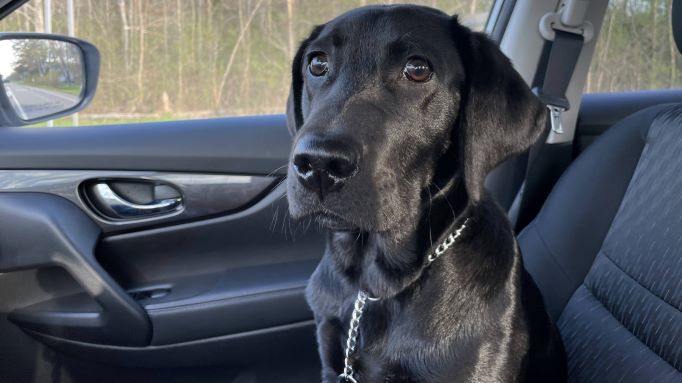 This carpool puppy has his leash on and is almost ready to hit the road.